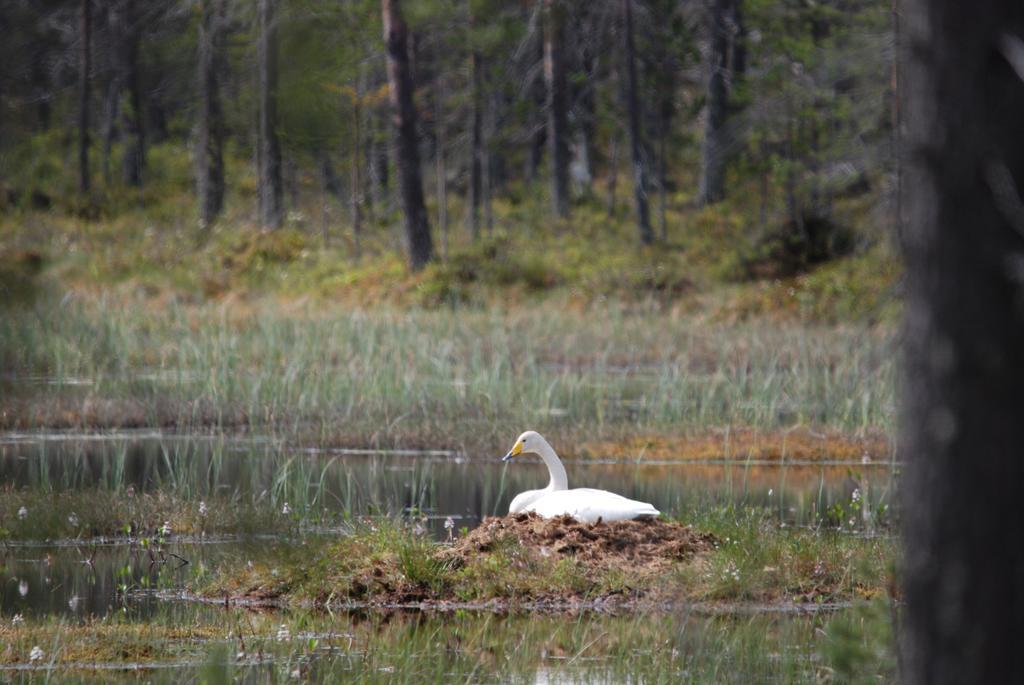 Yllaeksen Yoepuu Vila Äkäslompolo Exterior foto